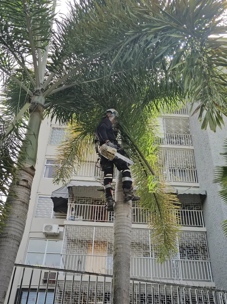 Técnico de J.D Innovation trepado en una palma con motosierra y arnés, podando frente a un edificio